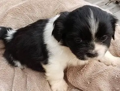 Adorable cachorros Shih Tzu en adopción