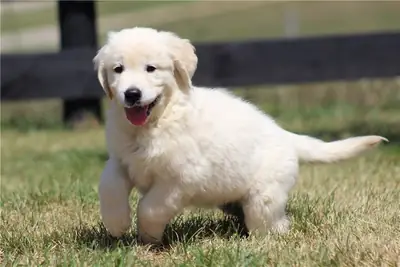 Safkan Golden Retriever Yavruları.