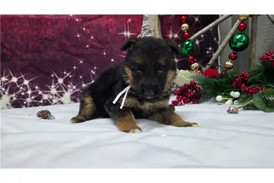 纯种德国牧羊犬幼犬
