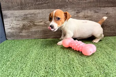 Cachorros de Jack Russell Terrier de pura raza.