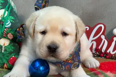 Cachorros de Labrador Retriever de pura raza