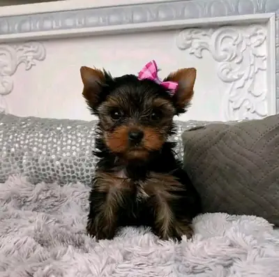 Yorkie-Welpen suchen ein Zuhause