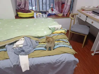 为猫咪找一个新家