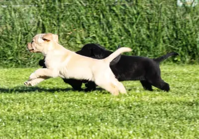 Chiots Labrador Retriever de pure race
