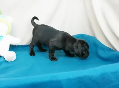 纯种公母巴哥犬幼犬