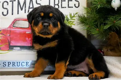 纯种公母罗威纳犬幼犬。