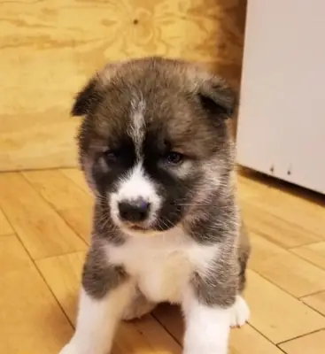 increíbles cachorros de Akita machos y hembras