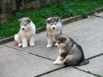 注册于犬舍俱乐部的阿拉斯加马拉穆特幼犬出售