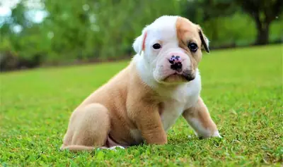 Superbes chiots American Bulldog