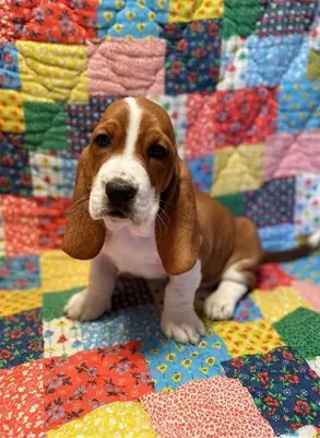 Cachorros Basset Hound.