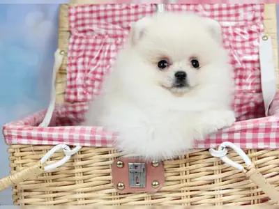 优质母博美犬幼崽