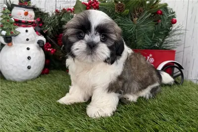 Safkan Shih Tzu Yavruları.