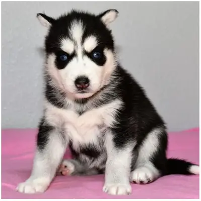 Cachorros de Husky Siberiano de pura raza.