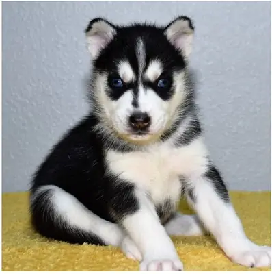 Cachorros de Husky Siberiano de pura raza masculino y femenino.