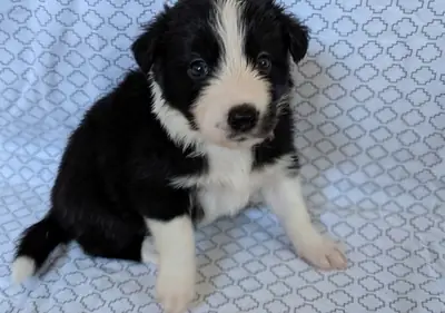 Beautiful Border Collie Puppies