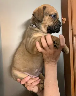 Chiots Bullmastiff de race enregistrés Kc