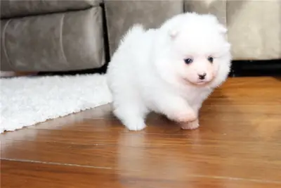 Cachorros de Pomerania de pura raza