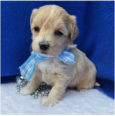 Cachorros Maltipoo de pura raza masculino y femenino