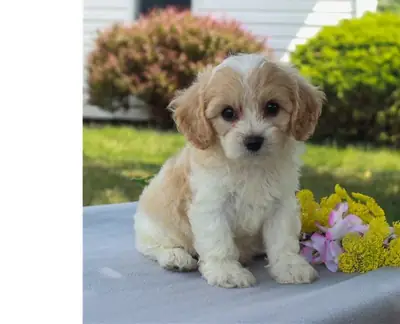 Удивительные щенки F2 Cavachon
