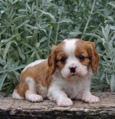 Stunning Kc Registered Cavalier King Charles puppies