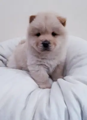 Chiots Chow Chow à Vendre