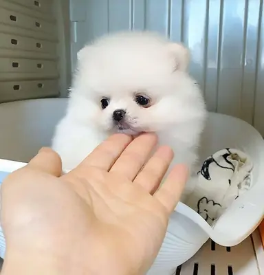 Cachorros de pomerania buscan hogar