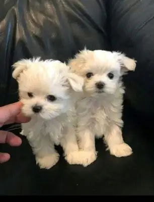 Cachorros malteses buscan hogar