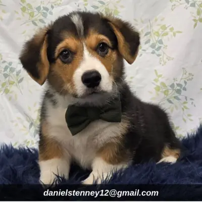 Pembroke Welsh Corgi Puppies