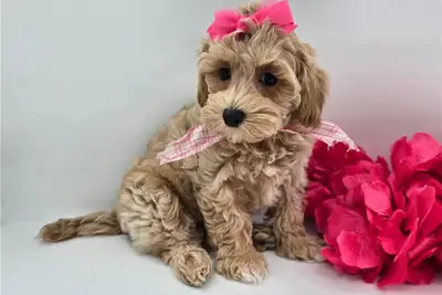 Cachorros Maltipoo de pura raza