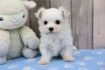 纯种马尔济斯犬幼犬。