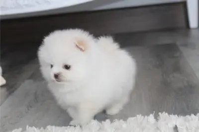 纯种博美犬幼犬。