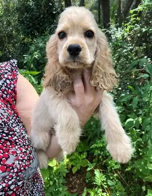 Güzel Cocker Spaniel Yavruları