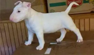 Chiots Bull Terrier Anglais