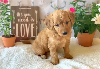 Chiots Golden Doodles multi-générations disponibles