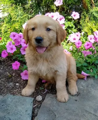 惊艳的金毛猎犬幼犬