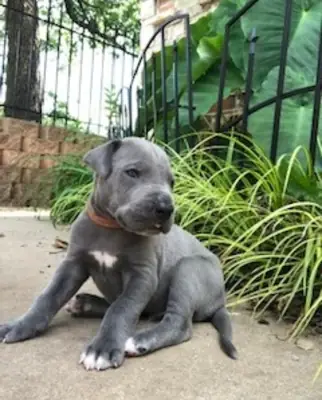 Cachorros de Gran Danés Kc Reg Criador Licenciado Listo