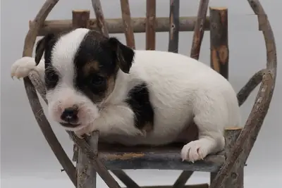 Good Quality Jack Russel puppy ready