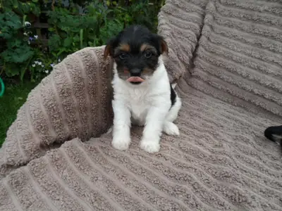 Beau chiot jackapoo prêt