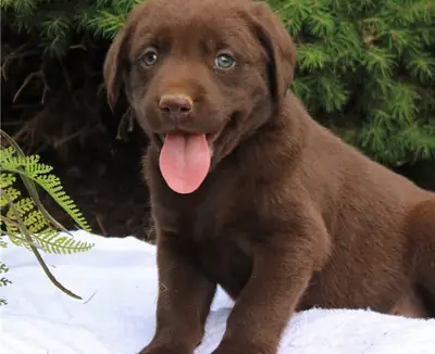 Chiots Labrador enregistrés Kc prêts