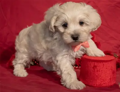 Maltipoo 2 Girl 1 Boy Available 