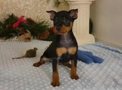 Cachorros Miniature Pinscher Kc Reg