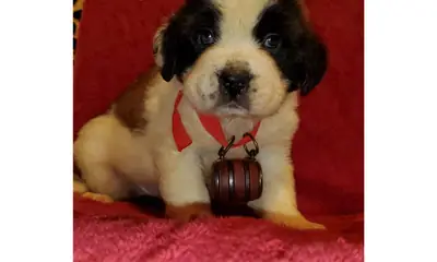 Smooth & Rough Coated Saint Bernard Puppies 