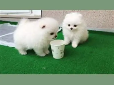 Outstanding Pomeranian Puppies