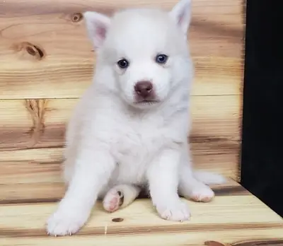 Cachorro Pomsky Raro de Ojos Azules Criado en Casa