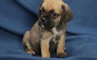美丽的巴哥犬幼犬