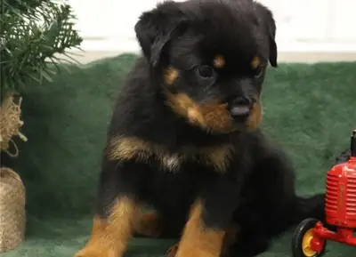 Muhteşem Rottweiler Yavruları Hazır