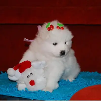 Beautiful Samoyed Puppies for sale 