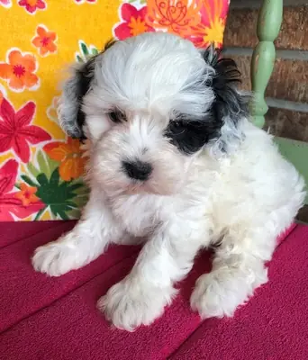 Beautiful Shihpoo Puppies 