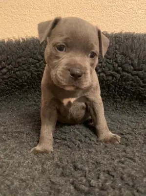Staffordshire Bull Terrier Yavruları