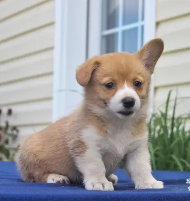 Welsh Pembrokeshire Corgi Pups - Kc Registered 